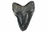 Fossil Megalodon Tooth - Georgia #338726-1